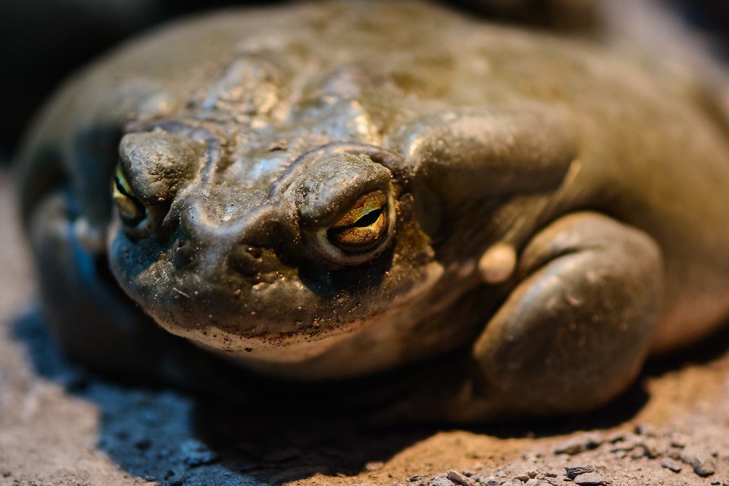 16093571630_f89e22df02_b-1878178837