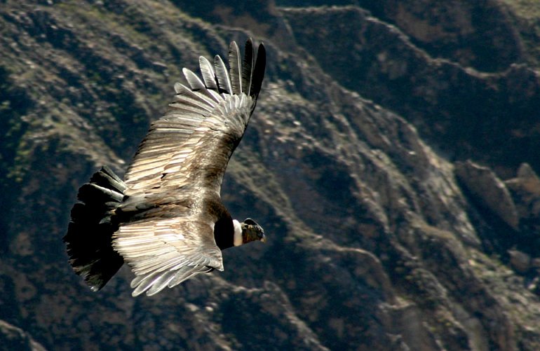 Condor_flying_over_the_Colca_canyon_in_Peru